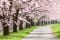 春の風物詩といえば桜並木 写真:Anesthesia/PIXTA(ピクスタ)
